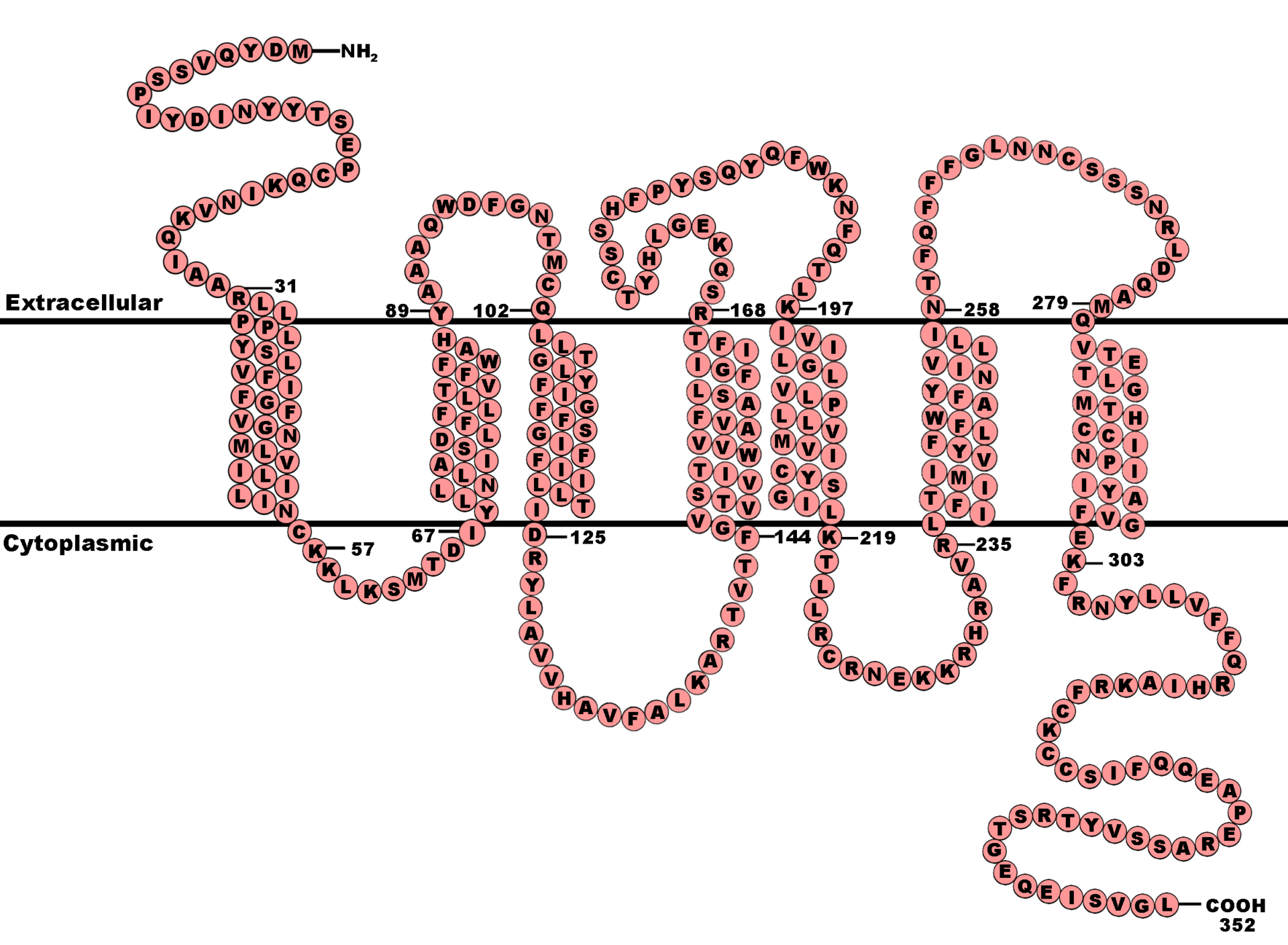 g-protein-infomed