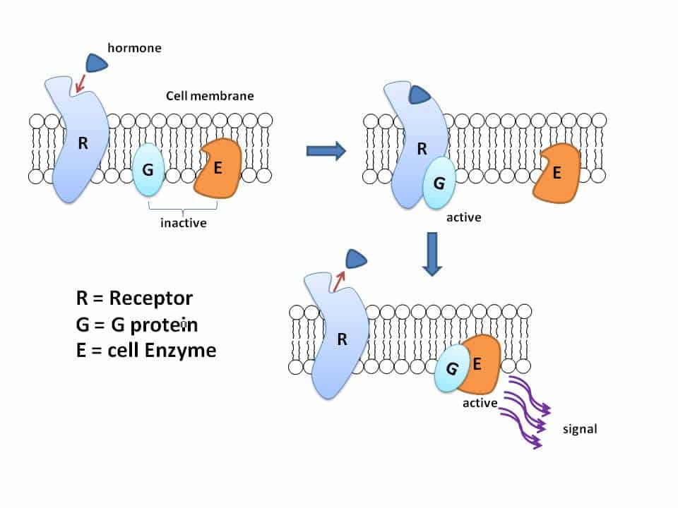 G Protein Infomed