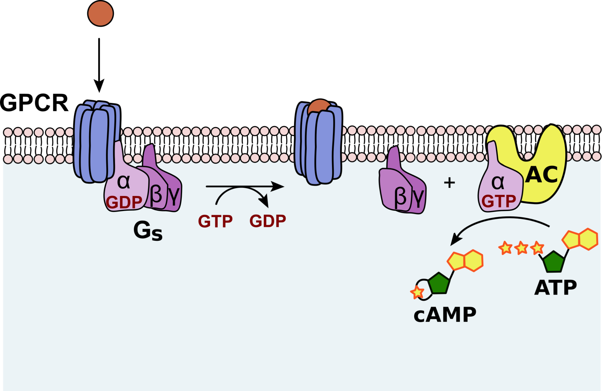 Белок рецептор. GPCR рецепторы. G протеин связанный Рецептор. Механизм трансдукции сигнала. Adenylate cyclase.